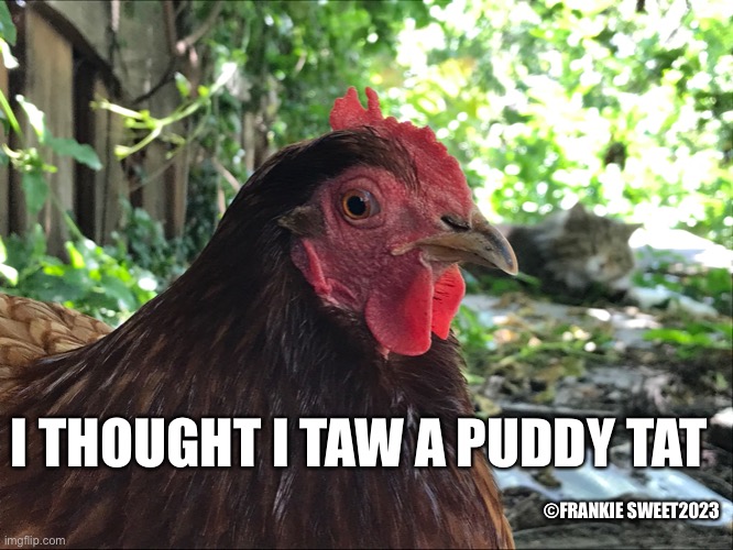 I tawt I  taw a puddy tat | ©FRANKIE SWEET2023; I THOUGHT I TAW A PUDDY TAT | image tagged in hen,tweety bird,cat,pets,prey | made w/ Imgflip meme maker