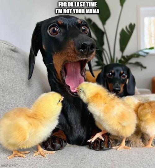 Mama dog | FOR DA LAST TIME I'M NOT YOUR MAMA | image tagged in chicks | made w/ Imgflip meme maker