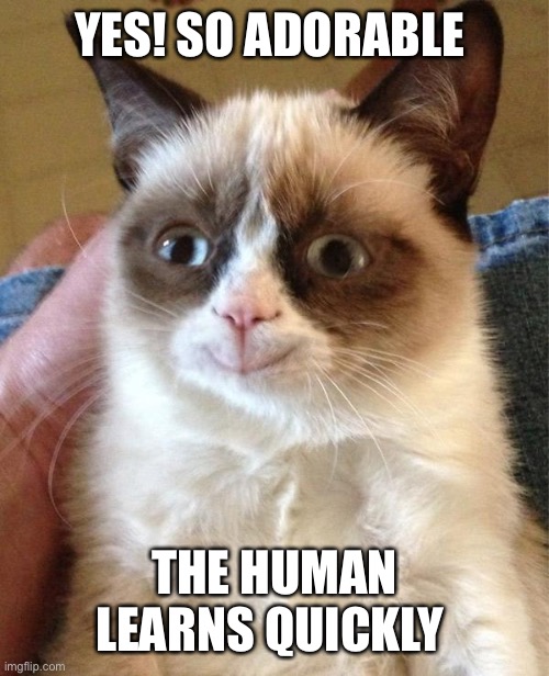 Grumpy Cat Happy Meme | YES! SO ADORABLE THE HUMAN LEARNS QUICKLY | image tagged in memes,grumpy cat happy,grumpy cat | made w/ Imgflip meme maker