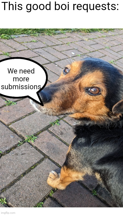 BTW this dog is so good that he a non agressive. | This good boi requests:; We need more submissions | image tagged in doggo,dog,cute,memes,true | made w/ Imgflip meme maker