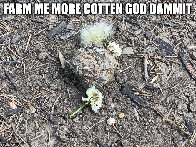 What the f*ck | FARM ME MORE COTTEN GOD DAMMIT | image tagged in nature | made w/ Imgflip meme maker