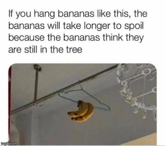 Meme #1,463 | image tagged in bananas,tree,funny,repost,memes,maybe | made w/ Imgflip meme maker