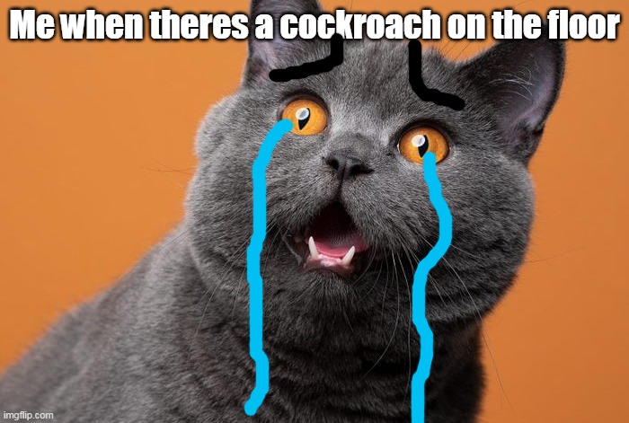 OH NO COKCOROECH | Me when theres a cockroach on the floor | image tagged in cockroach,cats,cursed | made w/ Imgflip meme maker
