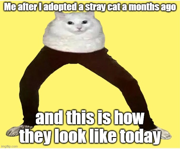 Cat+Jean real!??!!?!?!? | Me after I adopted a stray cat a months ago; and this is how they look like today | image tagged in cats,cursed | made w/ Imgflip meme maker