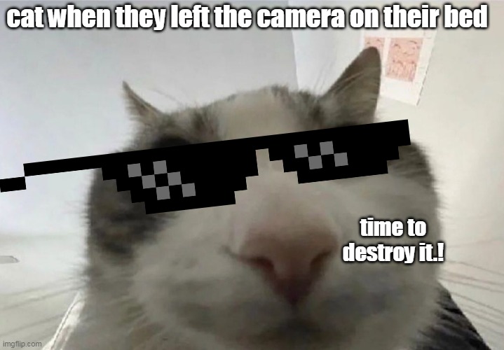GUYS THE CAMERA GOTTA DIE- | cat when they left the camera on their bed; time to destroy it.! | image tagged in cats,cute,bed,camera | made w/ Imgflip meme maker