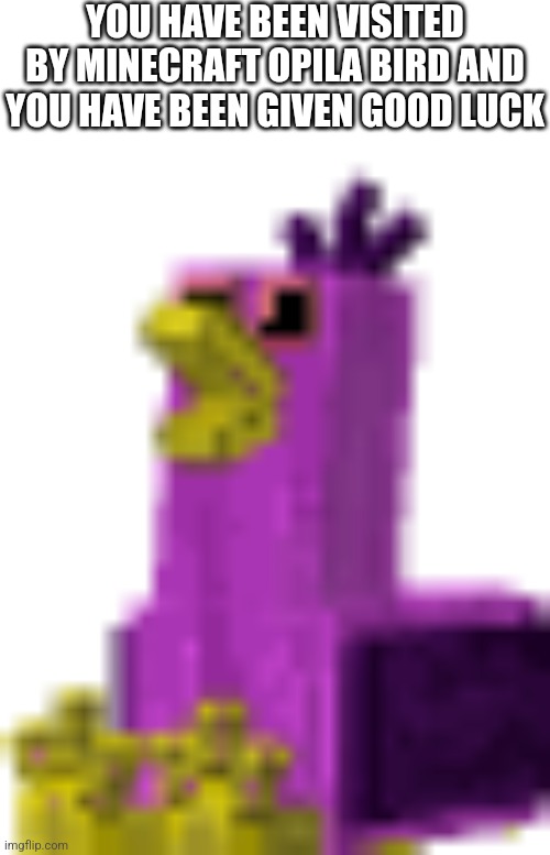 Minecraft Opila Bird Of Good Luck | YOU HAVE BEEN VISITED BY MINECRAFT OPILA BIRD AND YOU HAVE BEEN GIVEN GOOD LUCK | image tagged in minecraft opila bird,of good luck | made w/ Imgflip meme maker
