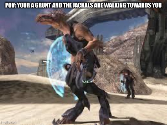 Why them?!? | POV: YOUR A GRUNT AND THE JACKALS ARE WALKING TOWARDS YOU | image tagged in halo meme | made w/ Imgflip meme maker