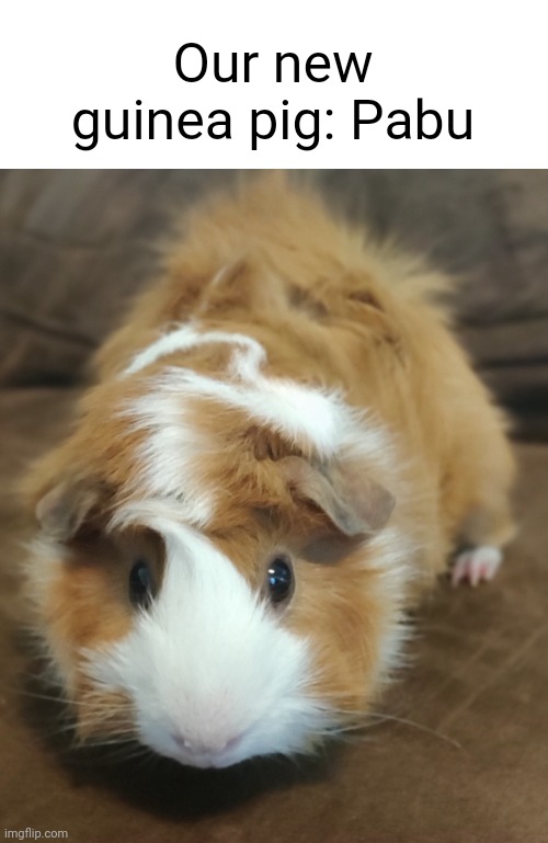 We named him Pabu because he reminds us of this ferret named Pabu from The Legend of Korra | Our new guinea pig: Pabu | image tagged in the legend of korra,guinea pig,pets,photos,tv show,cute | made w/ Imgflip meme maker