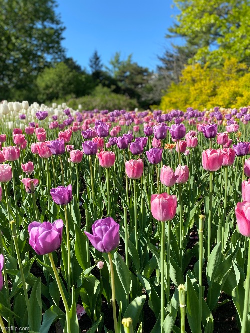 Photo i took of a tulip festival yesterday, might share some more | made w/ Imgflip meme maker