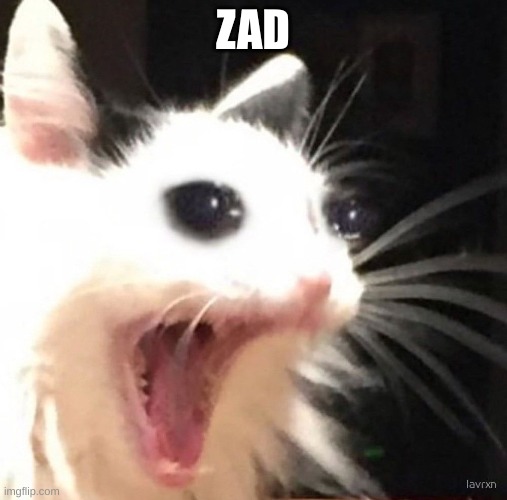 Zad cat | ZAD | image tagged in zad cat | made w/ Imgflip meme maker