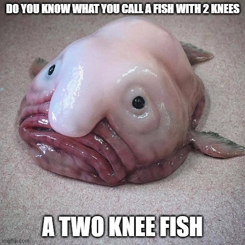 Fish | DO YOU KNOW WHAT YOU CALL A FISH WITH 2 KNEES; A TWO KNEE FISH | image tagged in memes,eyeroll,dad joke | made w/ Imgflip meme maker