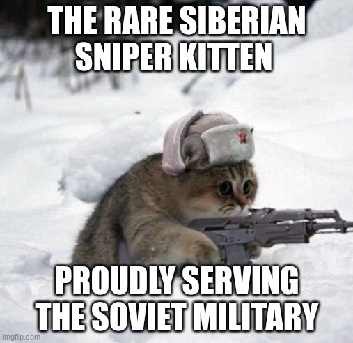 Soviet cat sniper, cute but deadly me thinks | THE RARE SIBERIAN SNIPER KITTEN; PROUDLY SERVING THE SOVIET MILITARY | image tagged in cute sad soviet war kitten,communism,jpfan102504 | made w/ Imgflip meme maker