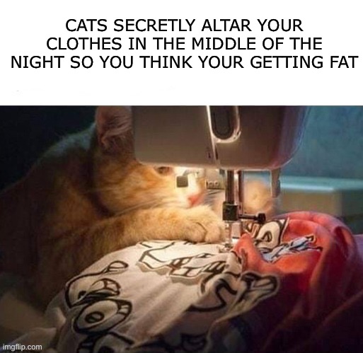 CATS SECRETLY ALTAR YOUR CLOTHES IN THE MIDDLE OF THE NIGHT SO YOU THINK YOUR GETTING FAT | image tagged in cats | made w/ Imgflip meme maker