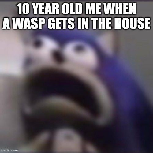 i still fear these things to this day | 10 YEAR OLD ME WHEN A WASP GETS IN THE HOUSE | image tagged in distress,wasp,sonic,aaaaaa,10 year old me | made w/ Imgflip meme maker