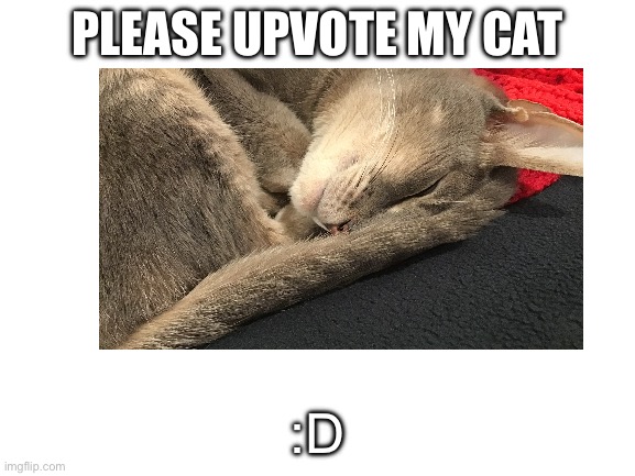 Please upvote my cat! | PLEASE UPVOTE MY CAT; :D | image tagged in cat,upvote,cute,in real life,happy | made w/ Imgflip meme maker