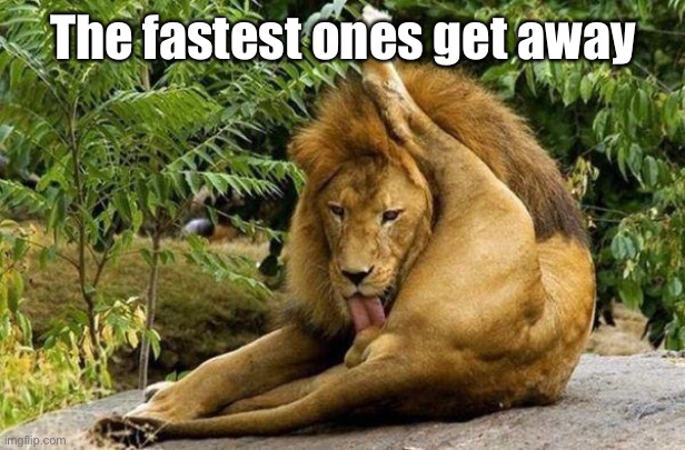 lion licking balls | The fastest ones get away | image tagged in lion licking balls | made w/ Imgflip meme maker