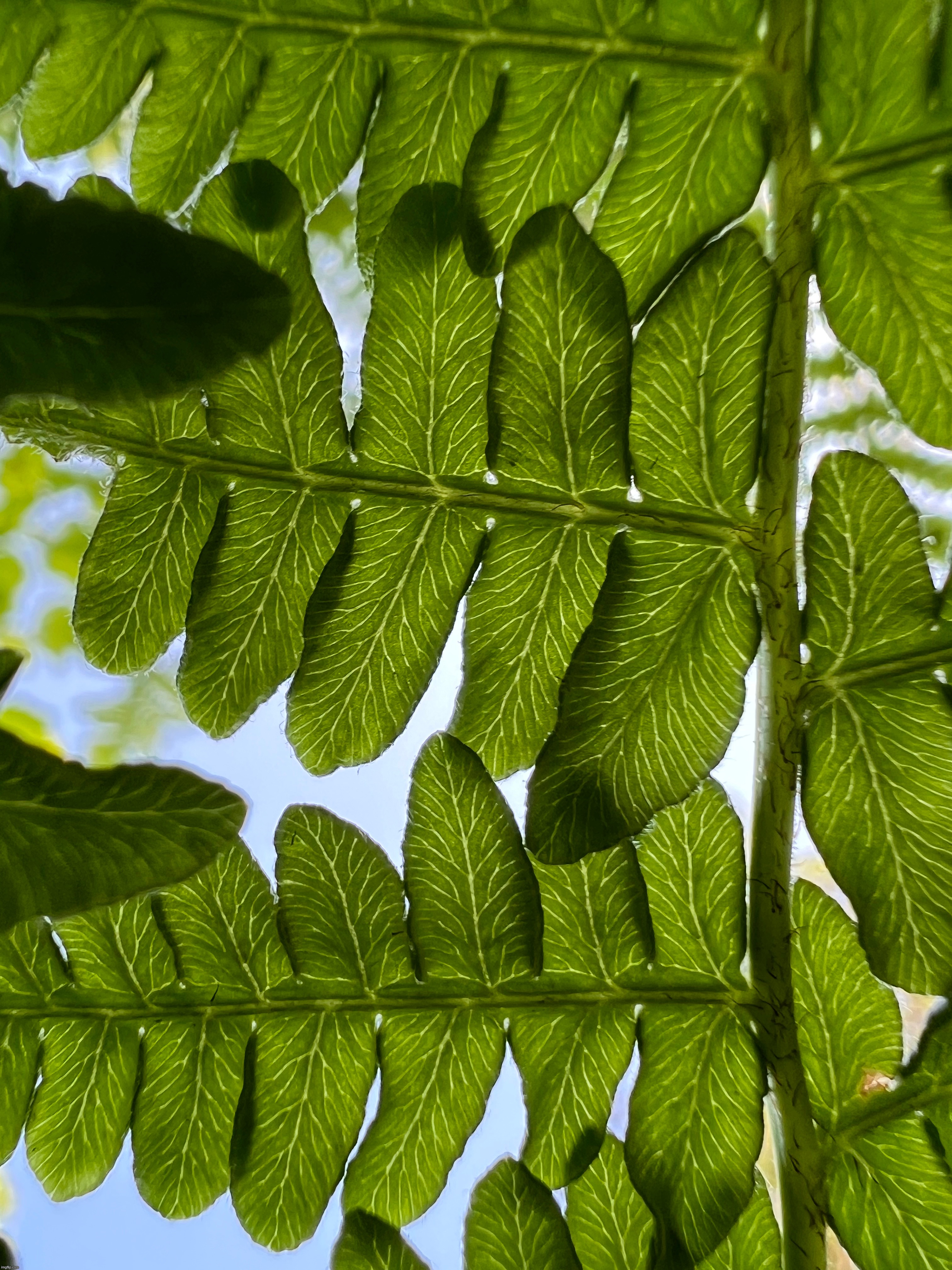Under the ferns | made w/ Imgflip meme maker