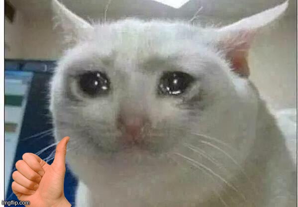 crying cat | image tagged in crying cat | made w/ Imgflip meme maker