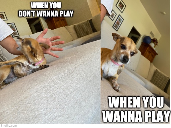 WHEN YOU DON’T WANNA PLAY; WHEN YOU WANNA PLAY | image tagged in doge | made w/ Imgflip meme maker