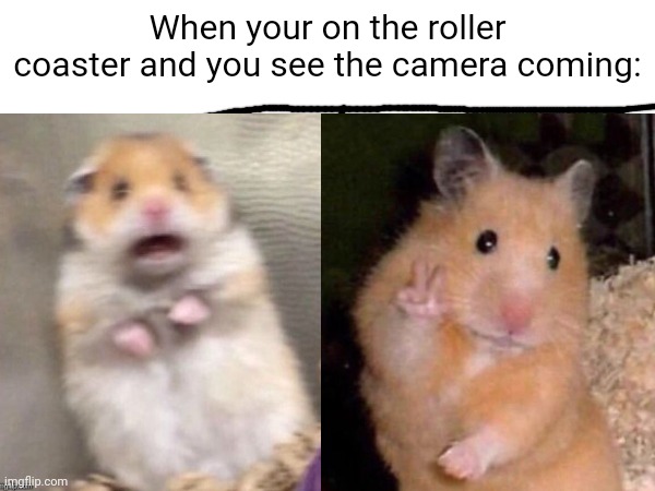 When your on the roller coaster and you see the camera coming: | image tagged in front page plz,memes,not funny,hampter | made w/ Imgflip meme maker