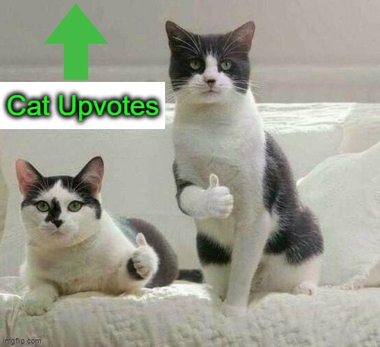 Cat Upvotes | made w/ Imgflip meme maker