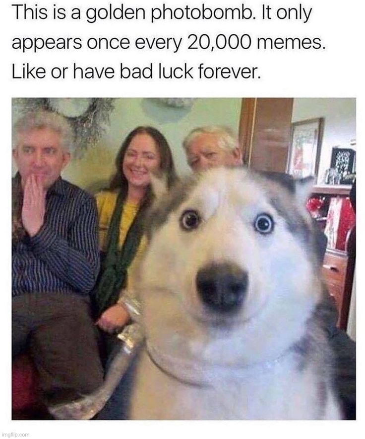 For the record, I did not add the text on this meme. I just wanted to repost a cute dog meme | image tagged in memes,funny,dogs | made w/ Imgflip meme maker