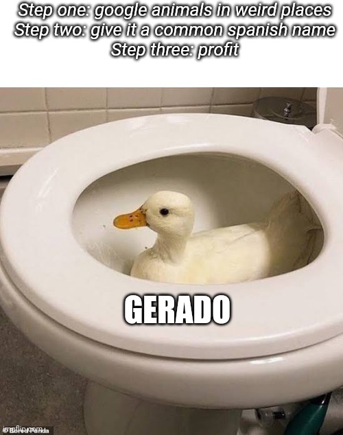 I'm trying to bring back funny trends | Step one: google animals in weird places

Step two: give it a common spanish name

Step three: profit; GERADO | image tagged in gerado | made w/ Imgflip meme maker