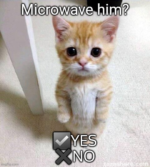 Cute Cat | Microwave him? ☑️YES
✖️NO | image tagged in memes,cute cat | made w/ Imgflip meme maker