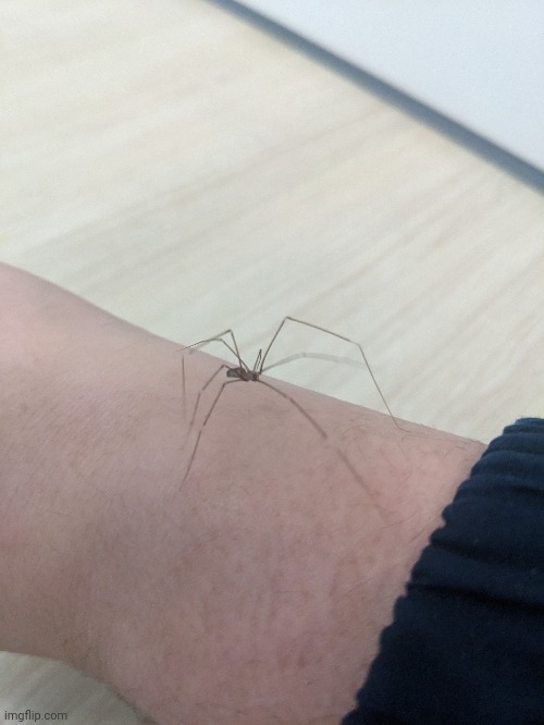 Spider :D | made w/ Imgflip meme maker