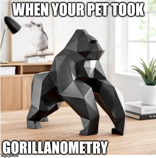 your  pet  gorilla  is  more   intelligent than      many    members  of   congress | WHEN YOUR PET TOOK; GORILLANOMETRY | image tagged in gorilla,geometry,smart,your pet | made w/ Imgflip meme maker