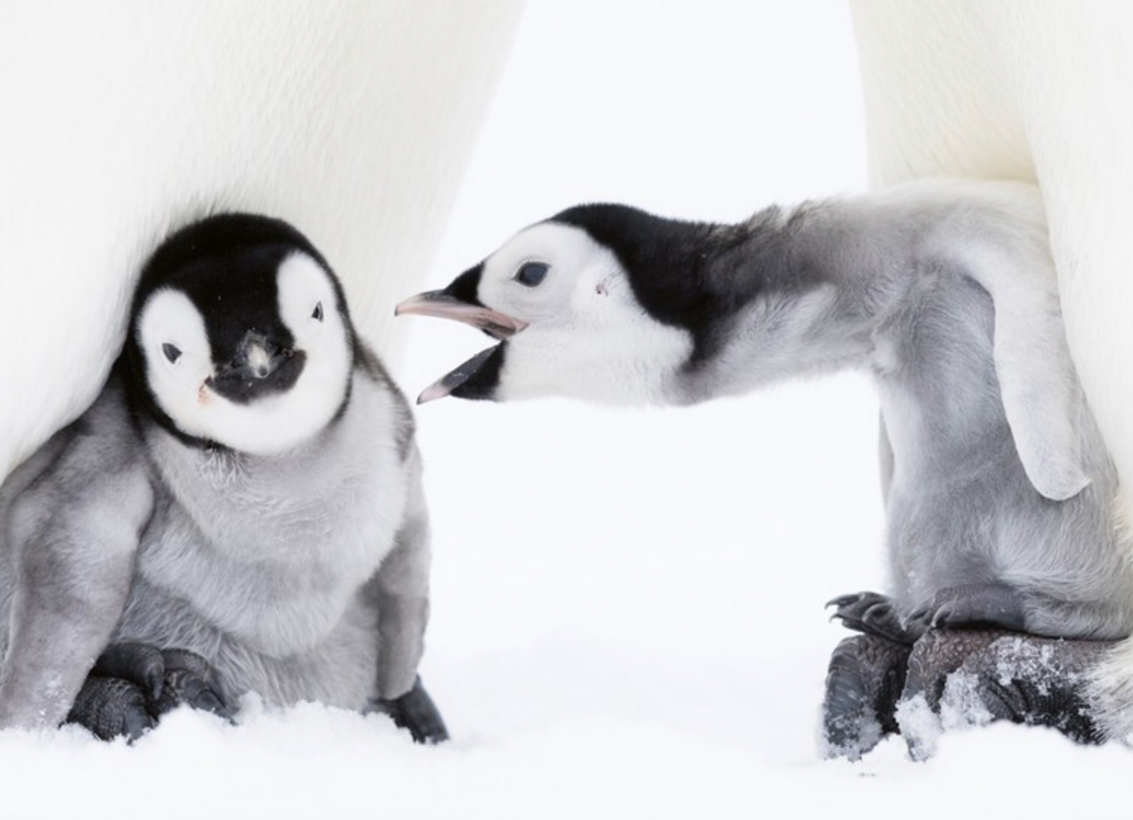 Penguin parent Blank Meme Template