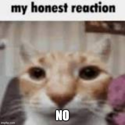 My Honest Reaction | NO | image tagged in my honest reaction | made w/ Imgflip meme maker