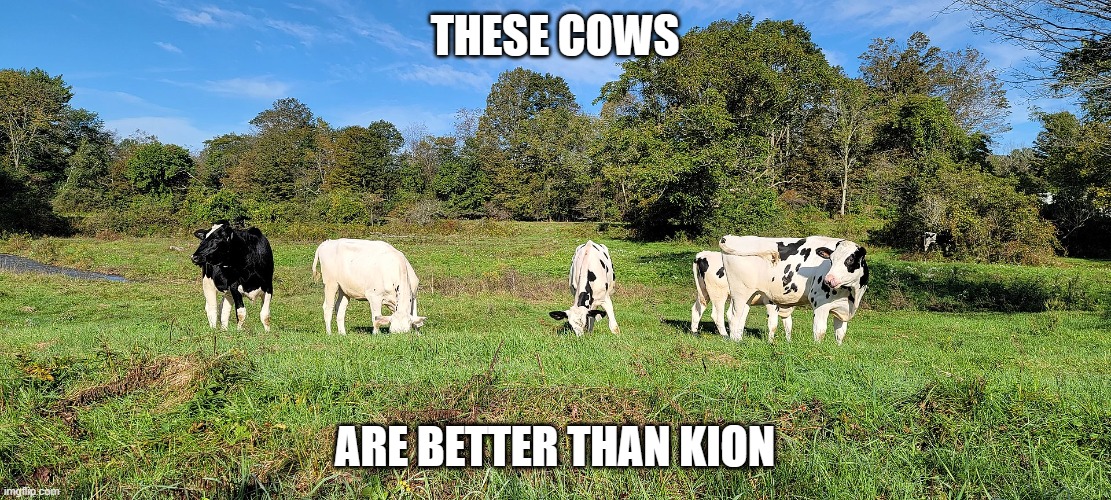 Cows | THESE COWS; ARE BETTER THAN KION | image tagged in cows | made w/ Imgflip meme maker