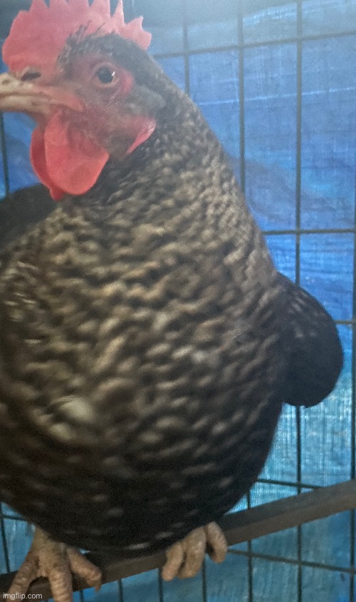 A not so good photo of Quimby | image tagged in chicken,nice cock bro,photos,photography | made w/ Imgflip meme maker