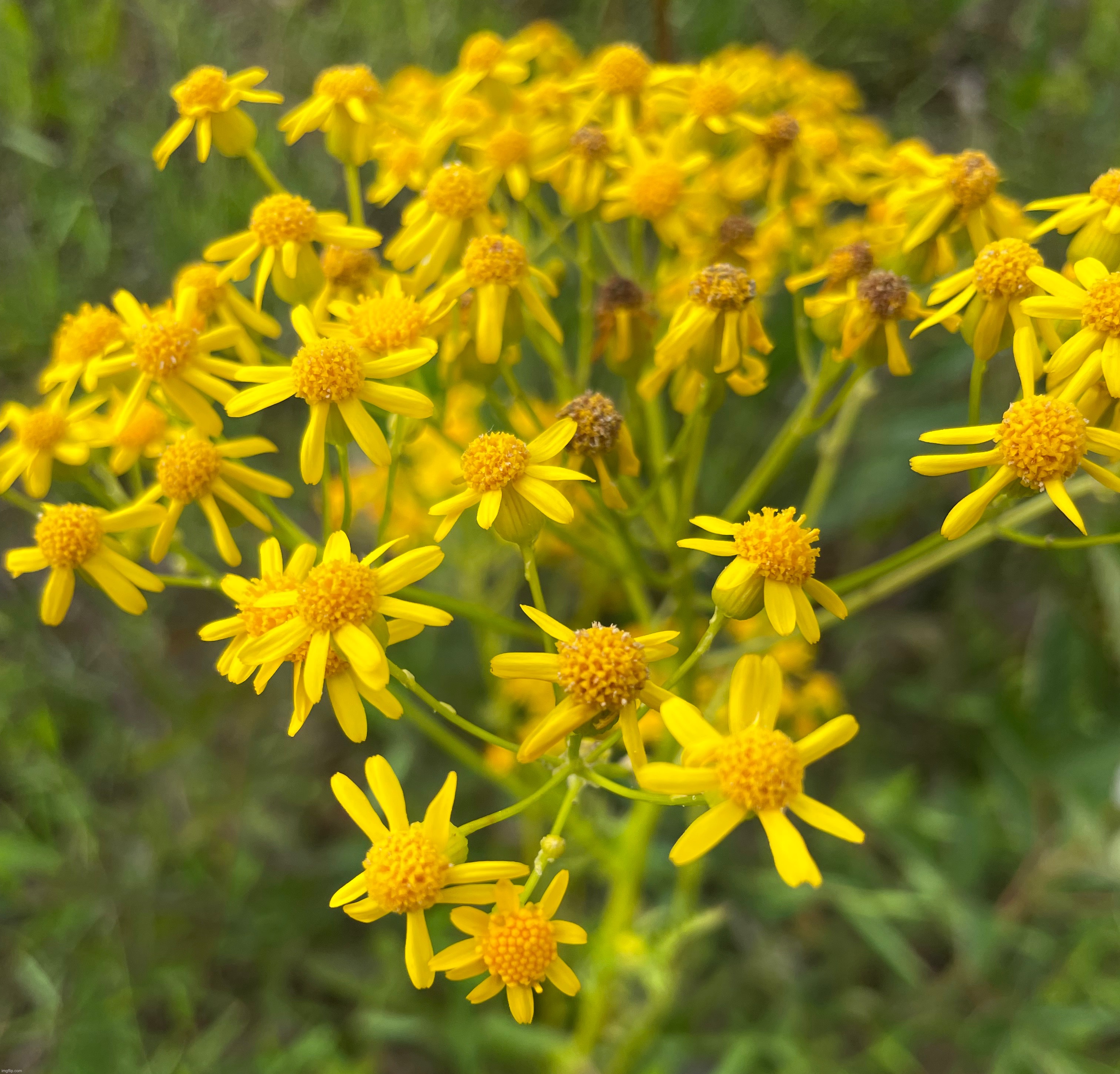 Ragwort | image tagged in flowers,photography,photos | made w/ Imgflip meme maker