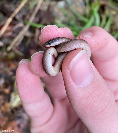 An adorable little smooth earth snake | image tagged in snake,nature,snek | made w/ Imgflip meme maker