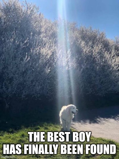 Best dog | THE BEST BOY HAS FINALLY BEEN FOUND | image tagged in wholesome | made w/ Imgflip meme maker