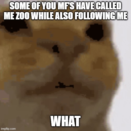 low qual awkward | SOME OF YOU MF'S HAVE CALLED ME ZOO WHILE ALSO FOLLOWING ME; WHAT | image tagged in low qual awkward | made w/ Imgflip meme maker