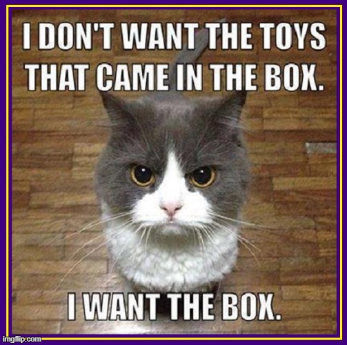 Cat Box Mania | image tagged in vince vance,cats,box,funny cat memes,meow,i love cats | made w/ Imgflip meme maker