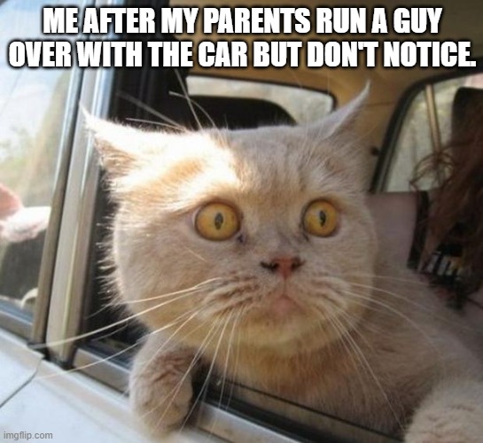 Life memes part one. | ME AFTER MY PARENTS RUN A GUY OVER WITH THE CAR BUT DON'T NOTICE. | image tagged in amazed cat | made w/ Imgflip meme maker