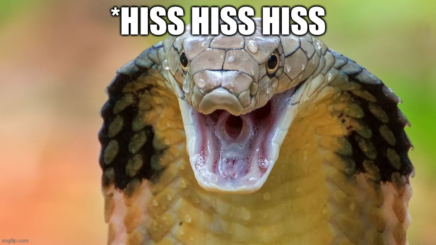 Snake | *HISS HISS HISS | image tagged in football | made w/ Imgflip meme maker