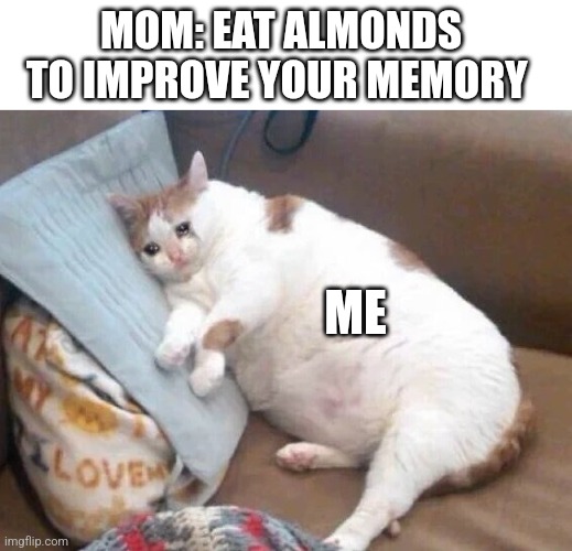 Fat Cat Crying | MOM: EAT ALMONDS TO IMPROVE YOUR MEMORY; ME | image tagged in fat cat crying | made w/ Imgflip meme maker