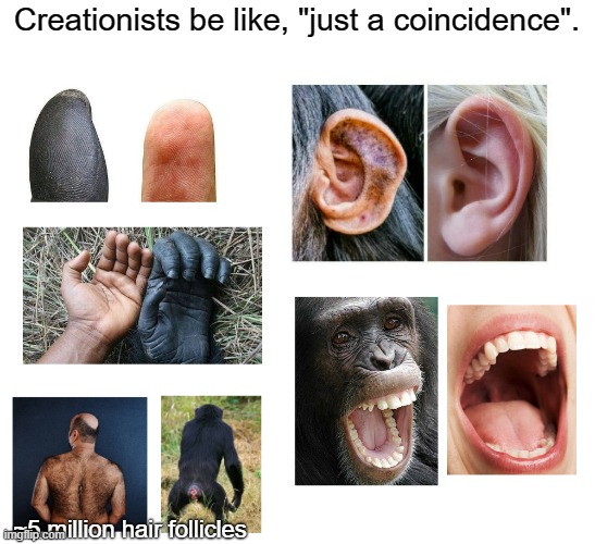 Humans are apes | Creationists be like, "just a coincidence". ~5 million hair follicles | image tagged in humans,evolution,science,atheism,creationism,christianity | made w/ Imgflip meme maker