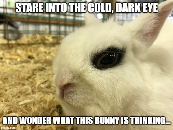 Scary yet, Mysterious | STARE INTO THE COLD, DARK EYE; AND WONDER WHAT THIS BUNNY IS THINKING... | image tagged in bunnies | made w/ Imgflip meme maker