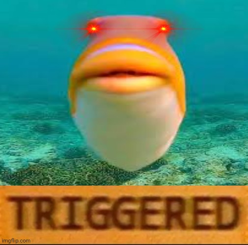 Triggered Triggerfish | image tagged in funny memes,funny animals,triggered | made w/ Imgflip meme maker