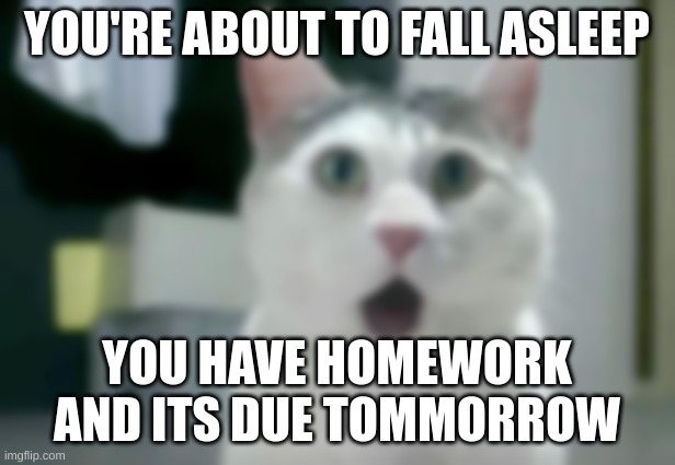 Highschool be like... | YOU'RE ABOUT TO FALL ASLEEP; YOU HAVE HOMEWORK AND ITS DUE TOMMORROW | image tagged in memes,omg cat,school,anxiety cat,school memes | made w/ Imgflip meme maker