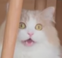 High Quality DD the Cat Jumpscare Blank Meme Template
