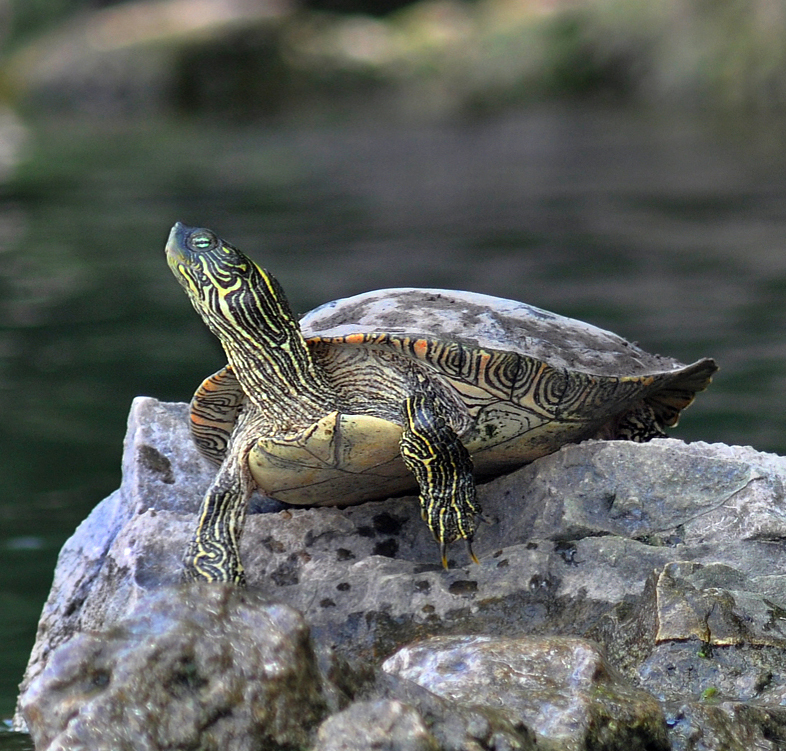 Texas Cooter Turtle Blank Meme Template