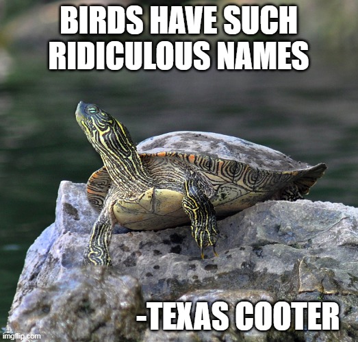 Birds Have Such Ridiculus Names   -Texas Cooter | BIRDS HAVE SUCH RIDICULOUS NAMES; -TEXAS COOTER | image tagged in texas cooter turtle,irony,opposite,slang,nature,signature look of superiority | made w/ Imgflip meme maker