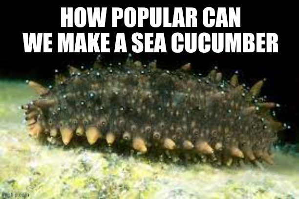 squishy water loaf | HOW POPULAR CAN WE MAKE A SEA CUCUMBER | image tagged in sea cucumber | made w/ Imgflip meme maker
